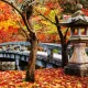 Bài đồng giao lá đỏ